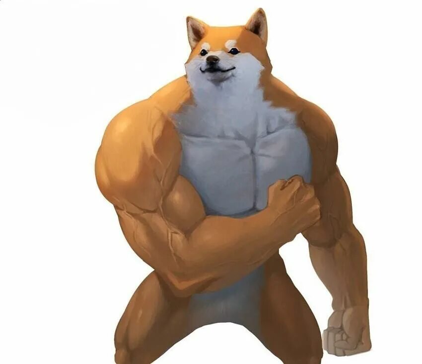 Качок сем. Накаченная сиба. doge качок. шиба ину качок. накаченная сиба ину.