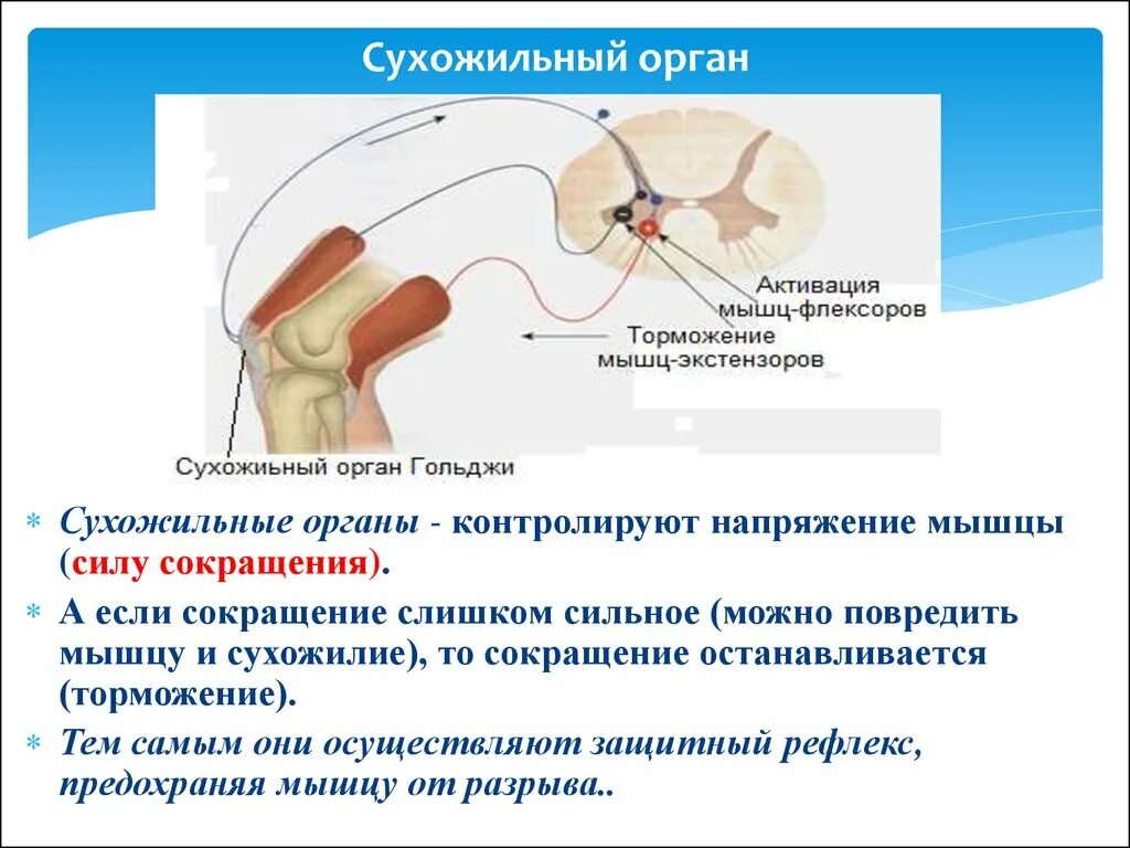 Рефлекс с сухожильных рецепторов Гольджи. Сухожильный рефлекс схема. Рефлекс с сухожильных рецепторов. Рефлексы спинного мозга сухожильные рефлексы. Защитное мышечное напряжение характерно для