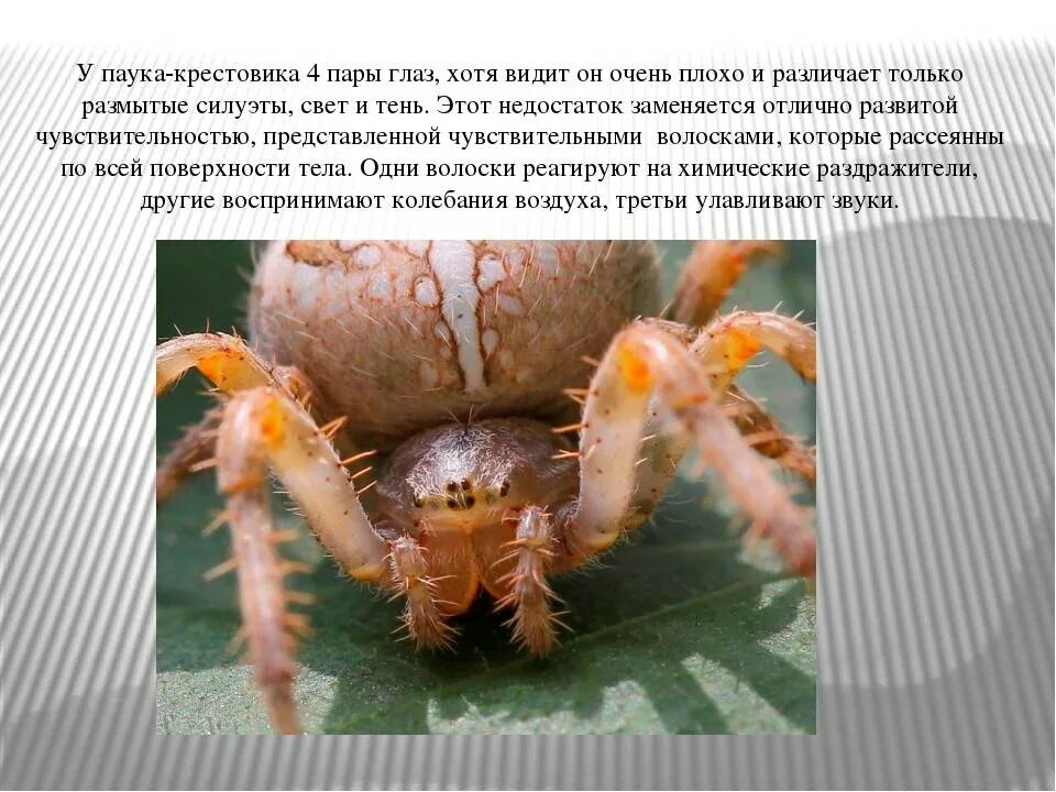 Сколько ног у паука ответ 3 класс