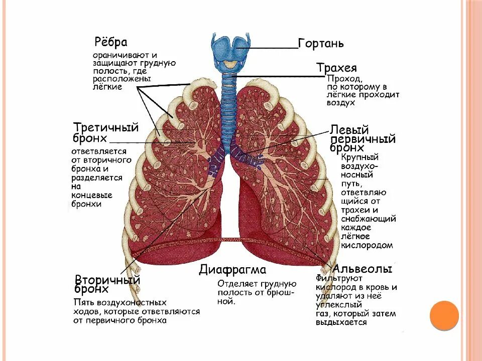 Где находится левое легкое