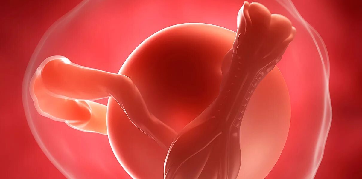 Эмбрион 11 дней. Зачатие человеческого. Этапы пренатального развития человека. Эмбрион 11 дней. Зародыш на 6 неделе беременности.