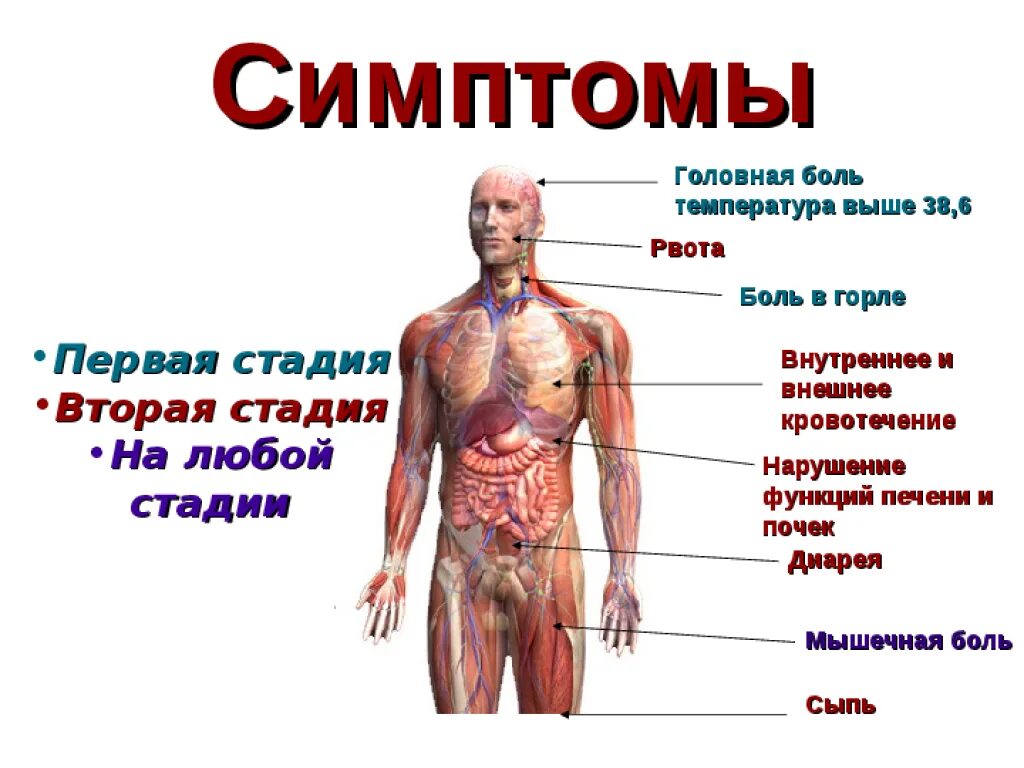 Первые проявления заболеваний