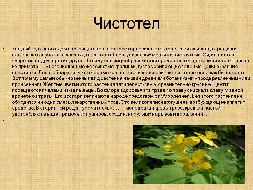 Чистотел какая почва. Лекарственные растения чистотел. Чистотел большой лекарственное растение. Чистотел описание растения. Чистотел доклад.