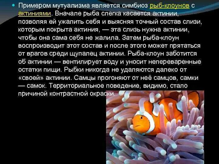Отношения рыбы клоуна и актинии. Рыба клоун и актиния симбиоз. Примеры мутуализма рыба клоун. Симбиоз рыбок клоунов и актинии. Рыба-клоун и актиния Тип взаимоотношений.