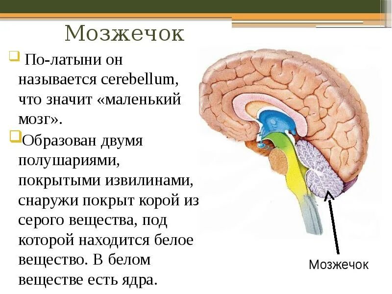 Мозжечок головного мозга. Внутреннее строение мозжечка анатомия. Мозжечок анатомия латынь. Серый мозг латынь