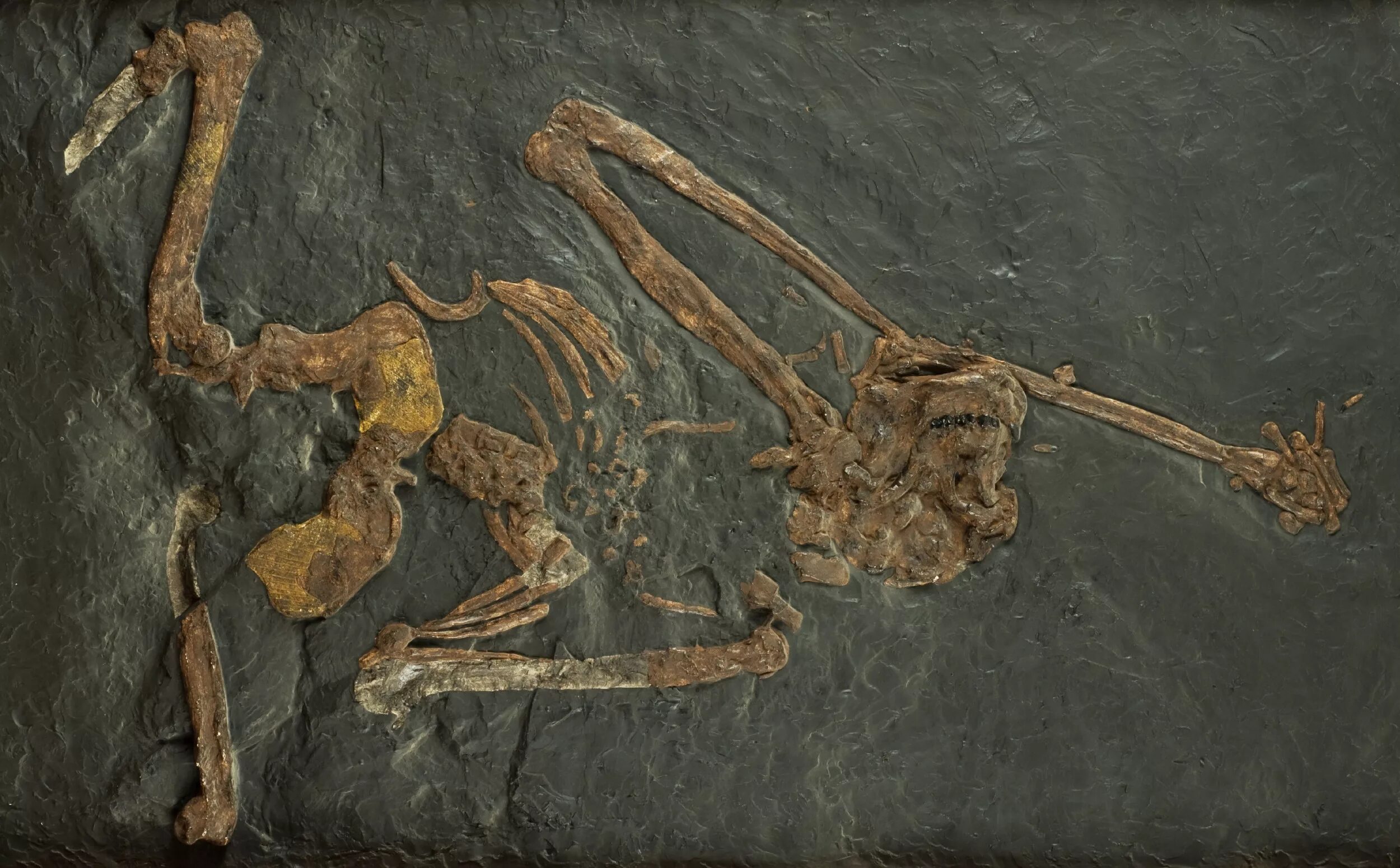 Oreopithecus bambolii. Останки предков человека.