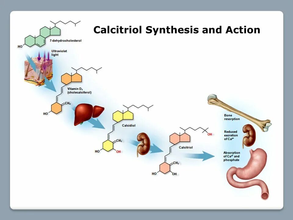 Кальцитриол цена. Кальцитриол Синтез. Место синтеза кальцитриола. Превращение витамина д в кальцитриол. Синтез кальцитриола биохимия.