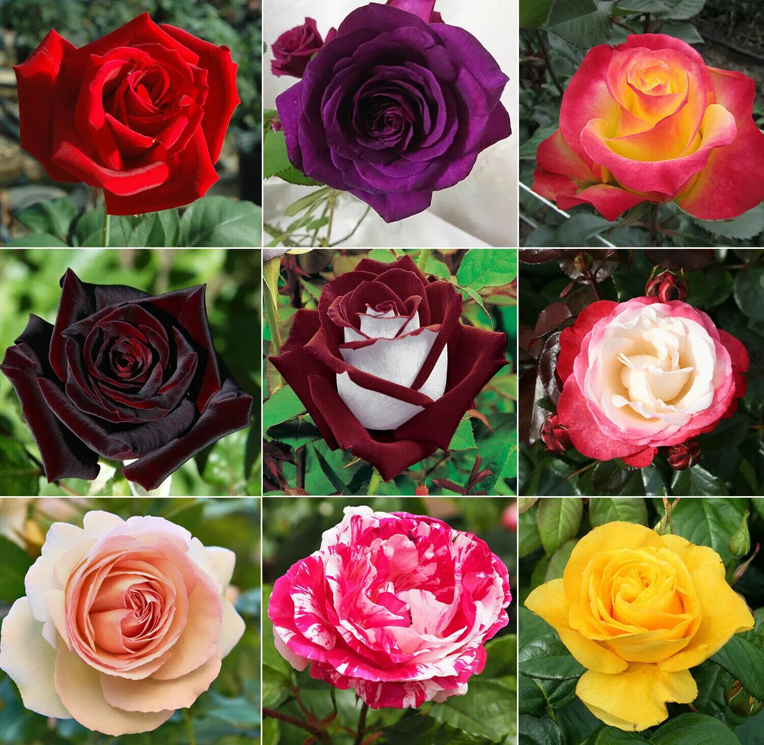 Названия разновидностей роз