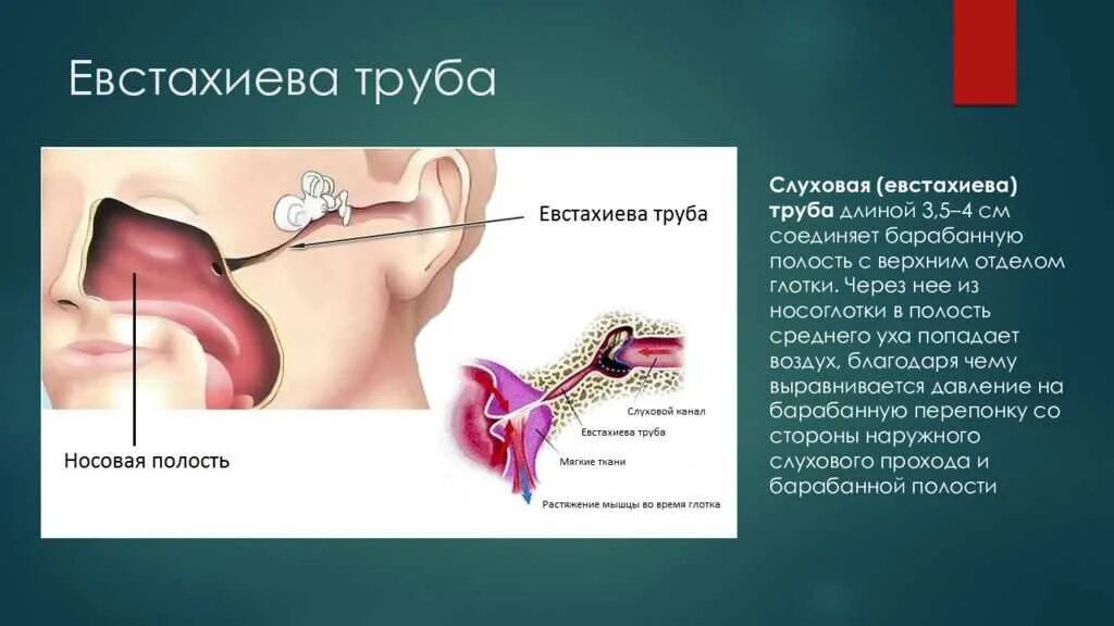При глотании щелкает в ухе