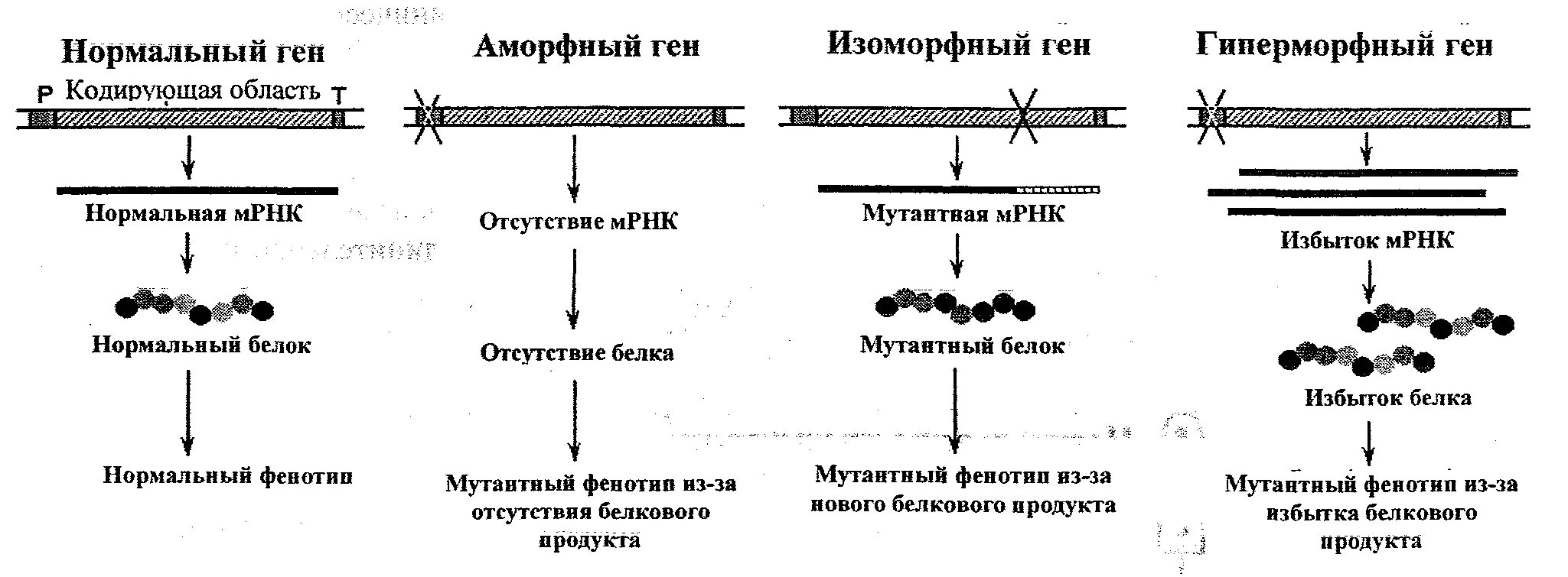 Удвоение хромосом какая мутация. Классификация мутаций схема по изменению фенотипа. Аморфные мутации примеры. Аморфные мутации по изменению фенотипа.