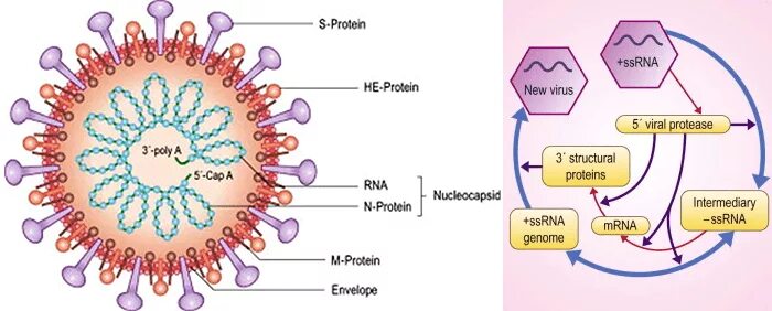 Вирус ковид отнесен к группе. Строение коронавируса Covid-19 схема. Строение вируса коронавируса Covid 19. Коронавирус вирус строение рисунок. Коронавирус 2019 строение.