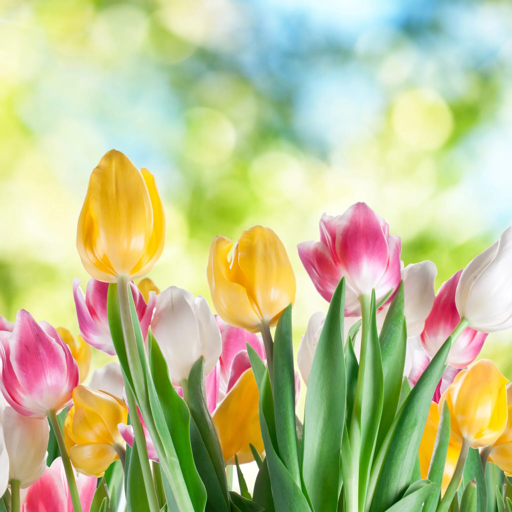 Пожелания с добрым утром прикольные. Поздравление с первомаем. Букет тюльпанов. С праздником 1 мая ромашки. Доброе утро поздравляю с праздником.