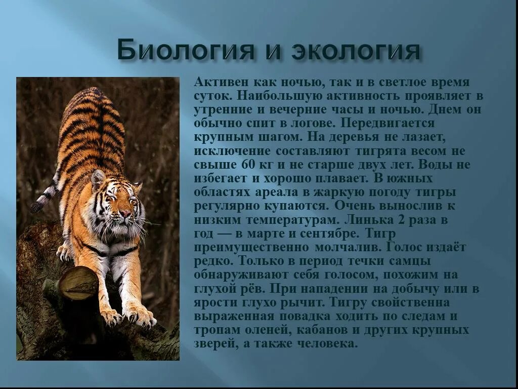 Информация про тигра. Тигр для презентации. Презентация о Тигре. Презентация про тигра. Амурский тигр презентация.