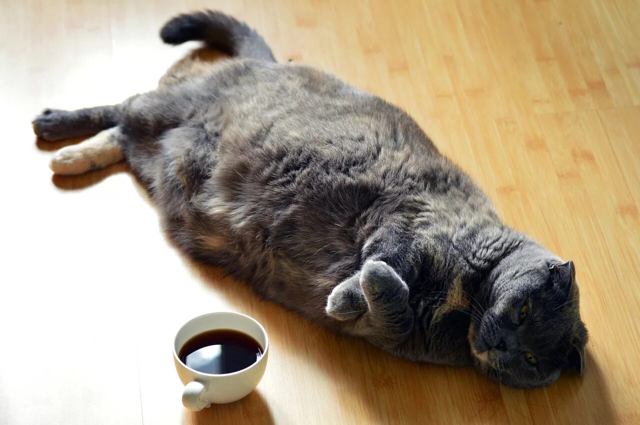 Что делать если кошка ничего не ест. Толстый кот. Толстый кот и кофе. Коты и кофе. Жирный ленивый кот.