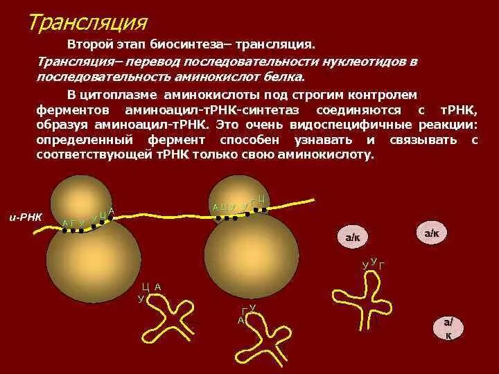 Синтез белковых молекул происходит. Последовательность трансляции белка. Трансляция второй этап биосинтеза. Ферменты 2 этапа биосинтеза белка. Последовательность трансляции биосинтеза.