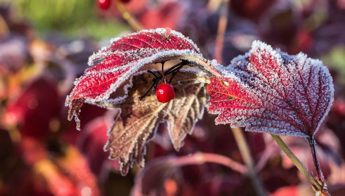 первые заморозки. осенние заморозки. первые заморозки. 1 заморозки. цветы в инее.