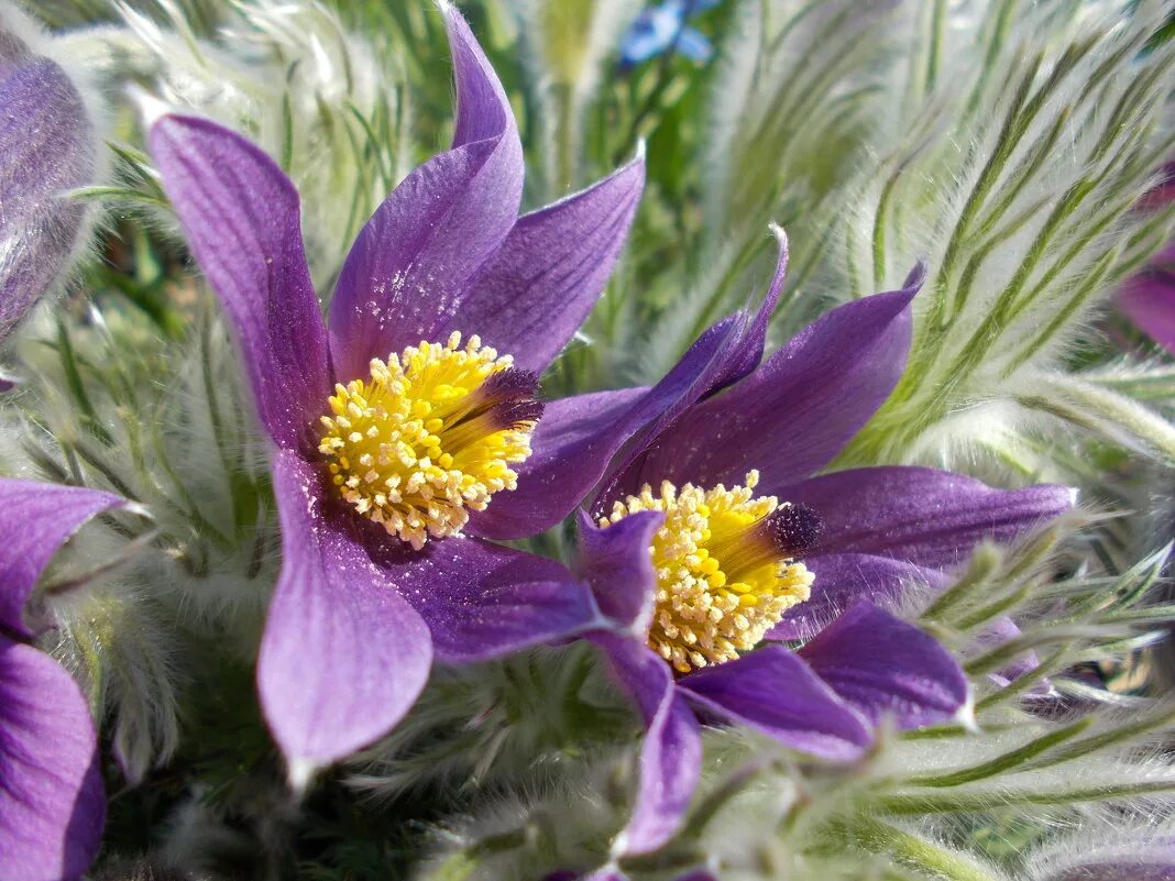 Лютик прострел сибирский. Сон трава букет. Сон-трава макро фото. Чудо сон трава. Сон трава официальное название.