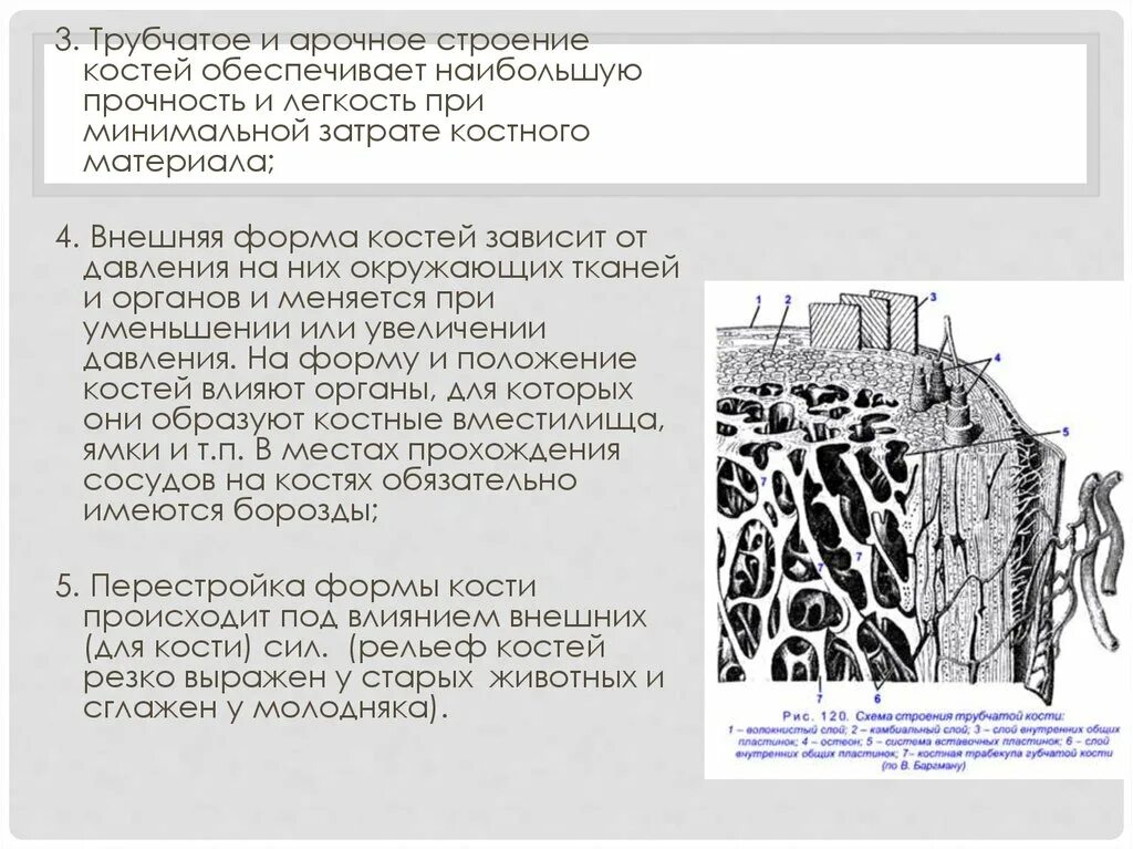 Какая структура обеспечивает кости в ширину. Как трубчатая форма костей отражается на прочности. Арочное строение кости. Трубчатое строение костей обеспечивает. Схема строение дугообразный трубчатой кости.