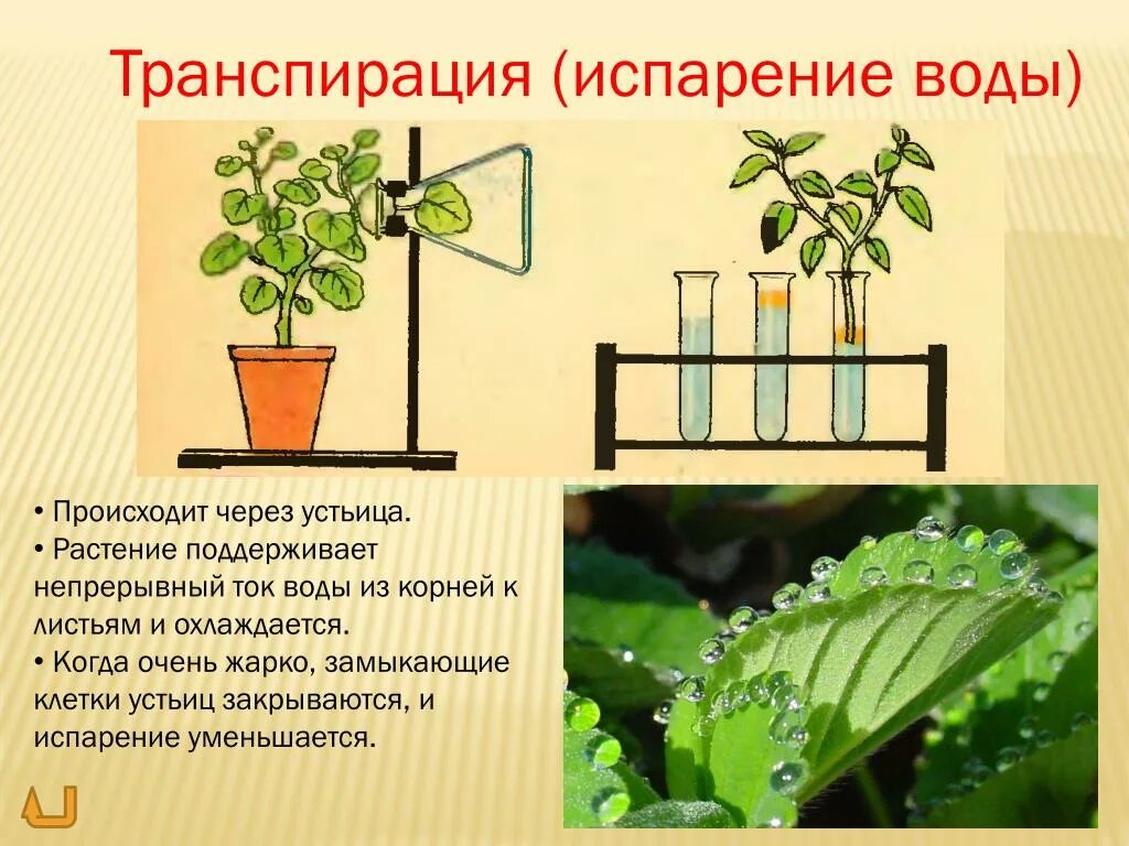 Транспирация у растений 6 класс. Испарение (транспирация) устьичная. Транспирация и фотосинтез. Функции транспирации растений. Зачем листьям вода