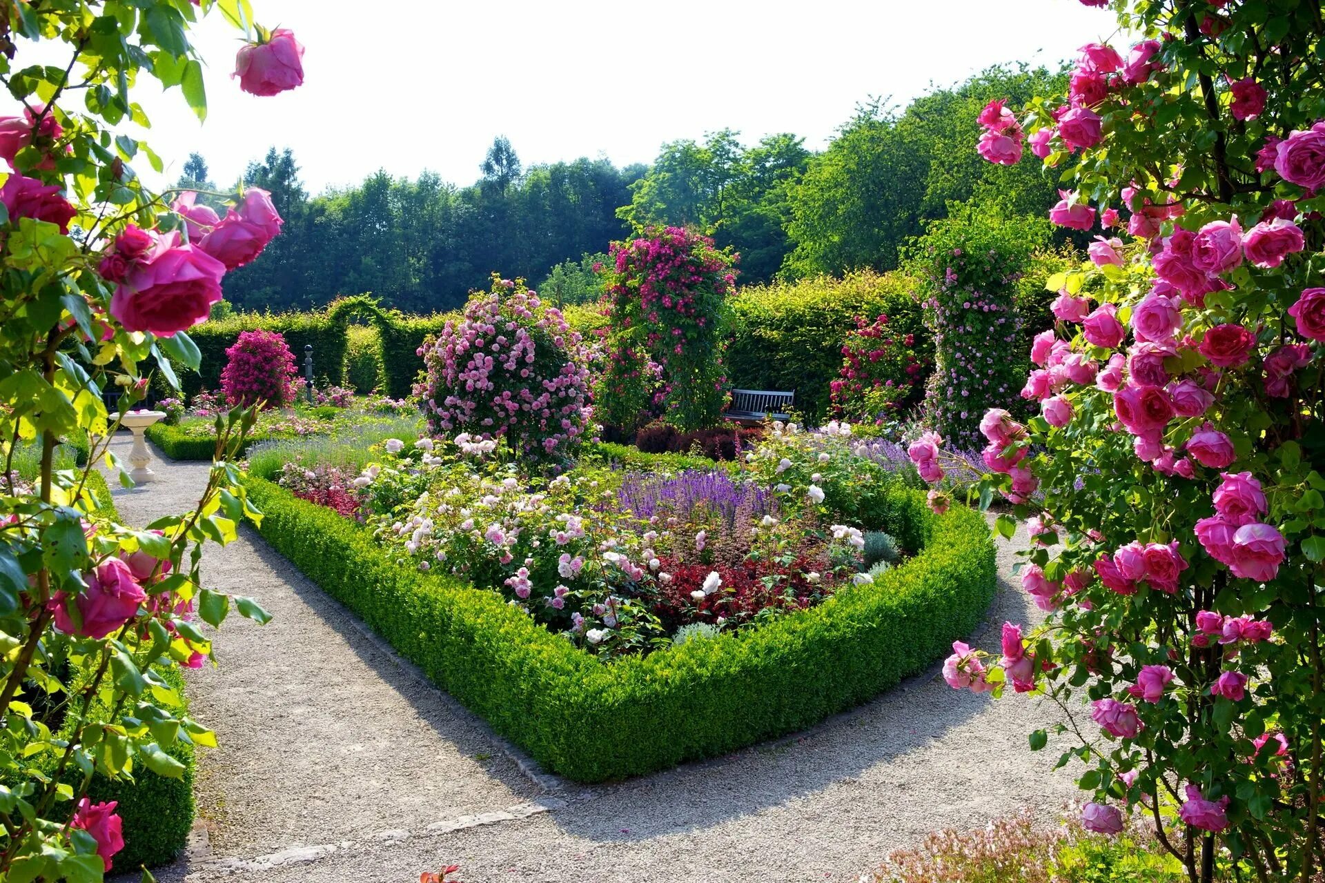 Роза Кенсингтон Гарден. Хелен парк+ ландшафт. Кенсингтон Гарденс Kensington Gardens роза. Роза бьютифул Гарден.