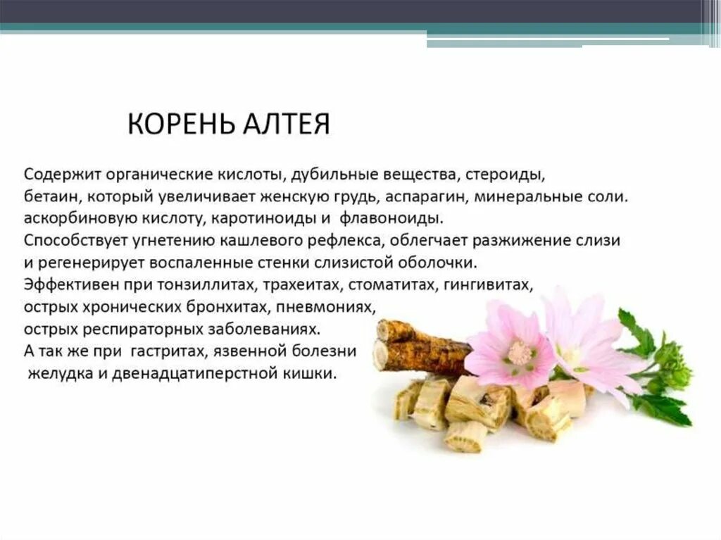 Корень Алтея. Корень Алтея содержит. Корень Алтея при гастрите. Препарат содержащий корень Алтея. Корень алтея отзывы