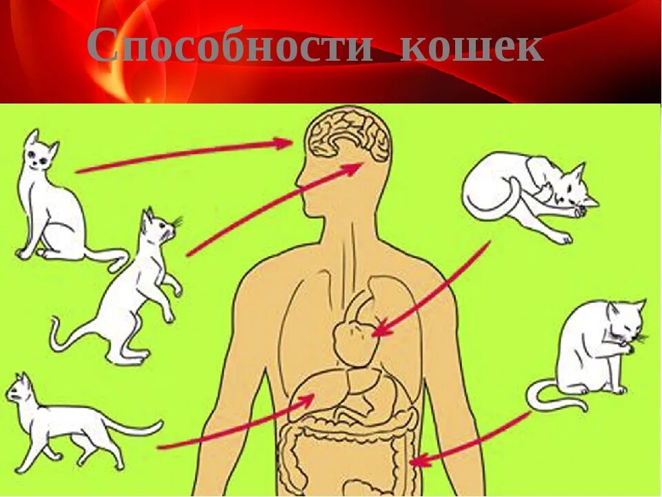 Действие кота если сема вопит котоняня. Влияние кошек на организм человека. Кошка лечит человека. Терапия котами. Влияние котов на человека.