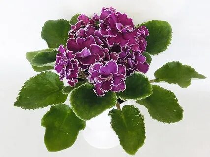 Фиалки фото сорт ле