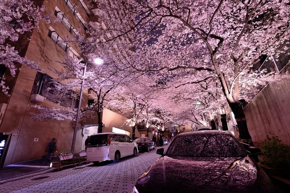 Япония Сакура. Улица с сакурой. Сакура в городе. Машина на фоне Сакуры. Сакура рядом