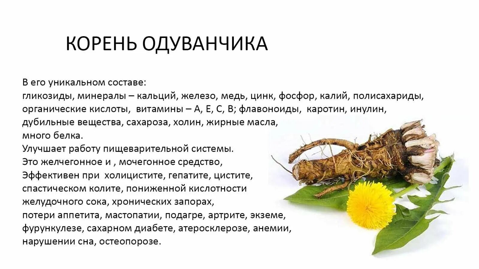 Одуванчики цветы польза и вред для здоровья. Корень одуванчика. Чем полезен корень одуванчика. Корневище одуванчика. Одуванчик лекарственный корень.