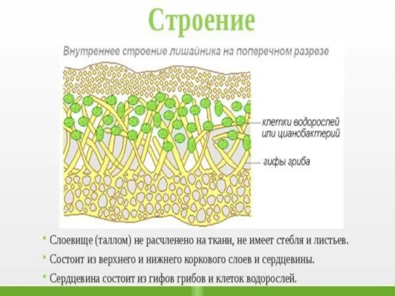 Внутреннее строение лишайника. Схема внутреннего строения лишайника. Строение слоевища лишайников. Модель внутреннего строения лишайника.