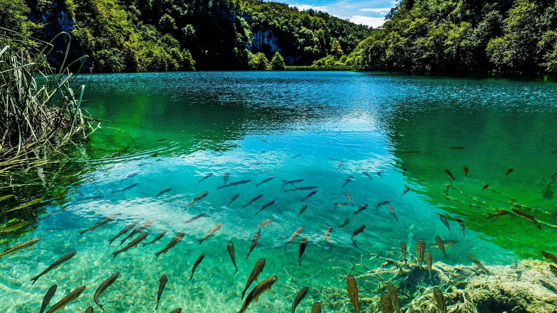 Кристально чистое озеро. Плитвицкие озёра Хорватия. Хорватия нац. Парк Плитвицкие озера. Плитвицкие озера - крупнейший национальный парк Хорватии. Плитвицкие озёра достопримечательности Хорватии.