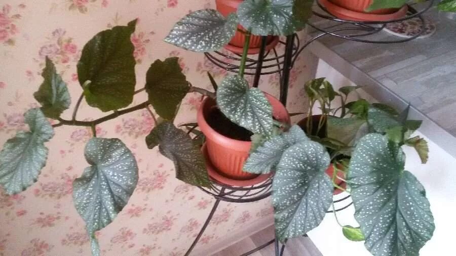 Прищипывать ли бегонию клубневую