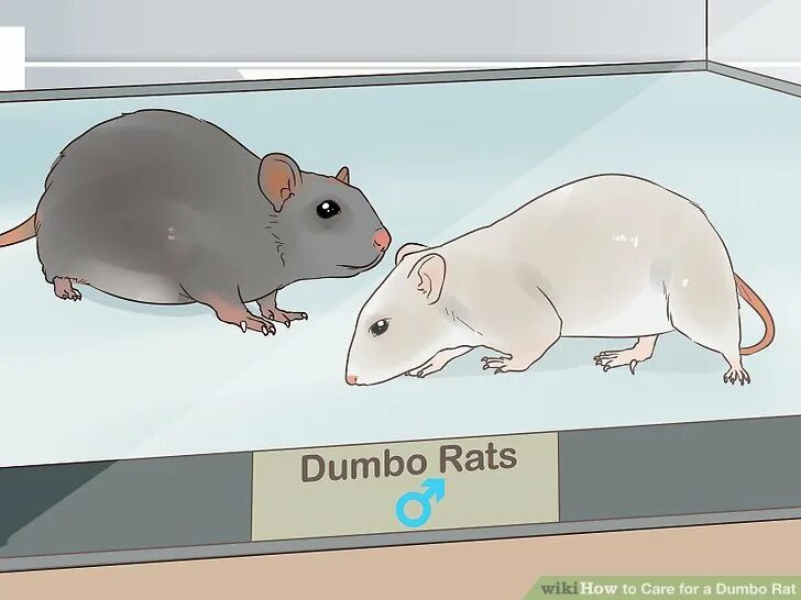 Строение крысы. Анатомия крысы Дамбо. Строение крысы Дамбо. Строение крыски. Серая крыса строение