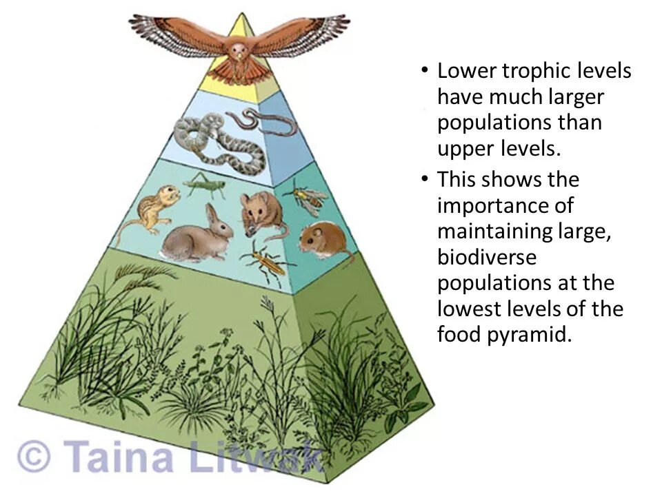 Экологическая пирамида рисунок. Экологическая пирамида тайги. Экологическая пирамида пастбищная. Экологическая пирамида консументы продуценты. Пищевая экологическая пирамида.