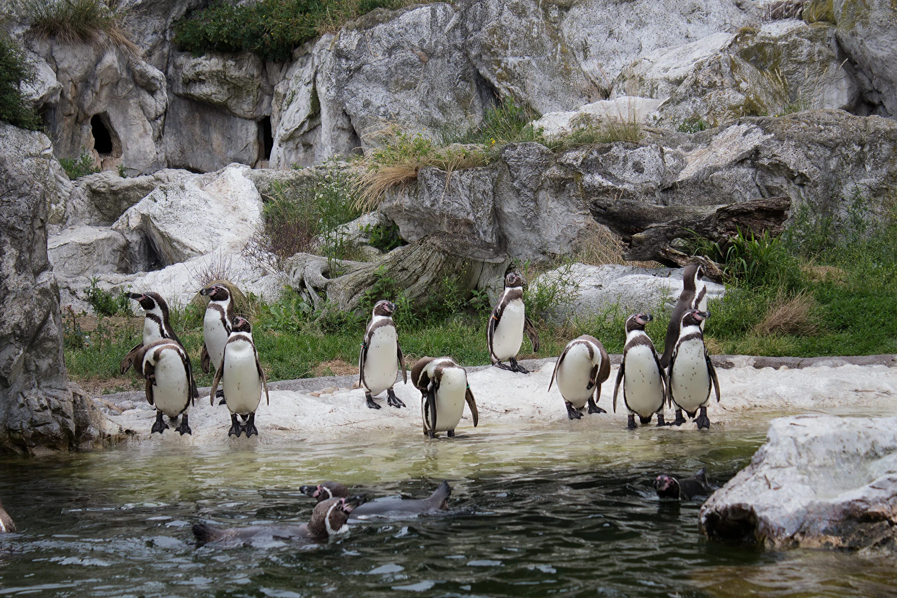 Пингвин гумбольдта. Пингвины Гумбольдта в Московском зоопарке. Пингвин Гумбольдта в природе. Пингвины Гумбольдта Кельн.