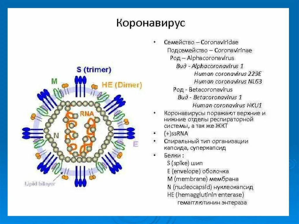 Коронавирус побочные. Коронавирус схема строения вириона. Коронавирус вирус строение рисунок. Ротавирус коронавирус ретровирус. Коронавирус микробиология строение.