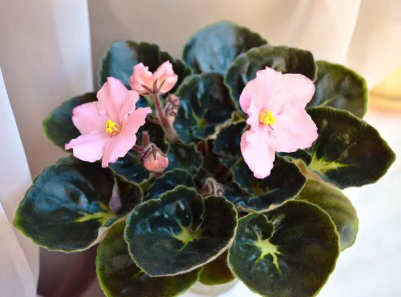 фиалка ек абрикосовый шифон. фиалка ек абрикосовый шифон. фиалка шифон. рс-голубой шифон. фиалка ек абрикосовый шифон.