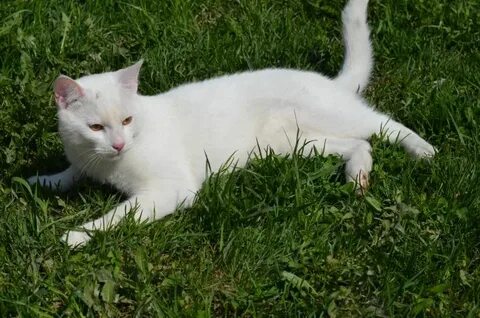 Что делают белые коты