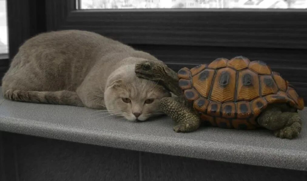 Кот и черепаха. Котик и черепашка. череп кота. котята черепашки.