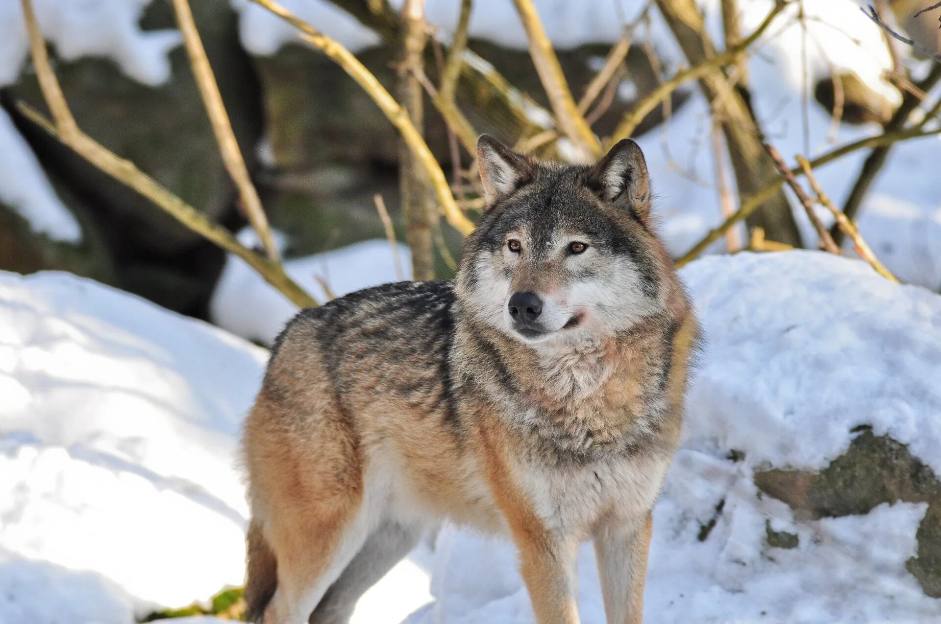 Звери омск 2024. Карпатский волк. Волк Забайкалья. Карпатский волк фото.