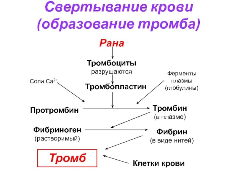 Схема свертывания крови. Ферменты свертывания крови. Схема свертываемости крови. Схема двух фаз свертывания крови тромбообразования. Образование тромба попадание факторов свертывания в плазме