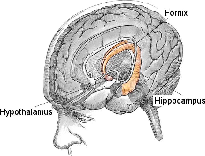 Fornix. Fornix анатомия мозг. Свод мозга и гиппокамп. Строение гиппокампа.