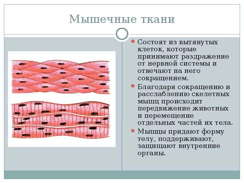 Наличием поперечной исчерченности обилием межклеточного