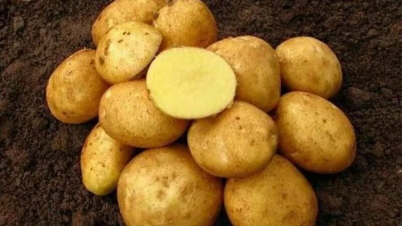Картофель черноземья. Семенной картофель Винета. Сорт картофеля Венета. Сорт картофеля Волат.