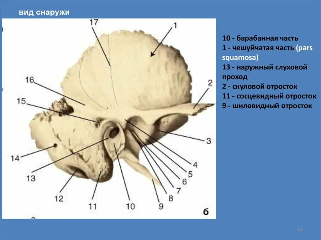 Теменная и височная кости тип соединения. Височная кость кость черепа. Кт анатомия сосцевидного отростка. Сосцевидный отросток черепа анатомия. Анатомия череп шиловидный отросток.