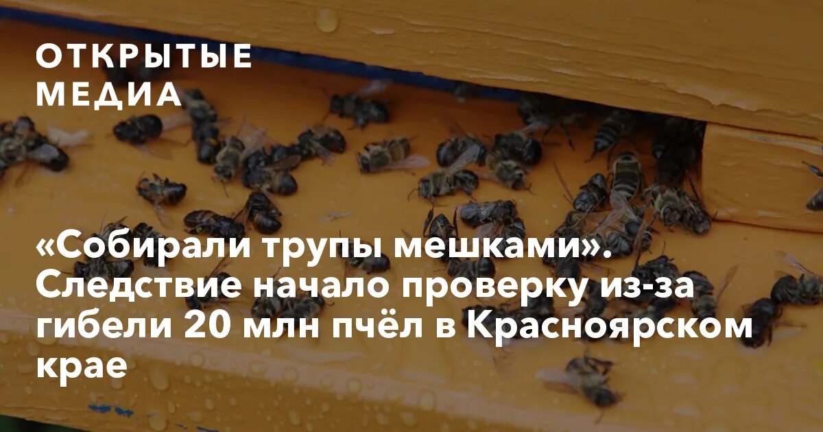 Собирающий трупы в паршивой игре 15