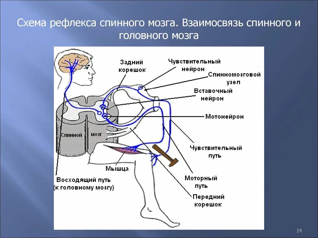 Какой рефлекс спинного мозга. Коленный рефлекс рефлекторная дуга физиология. Рефлекторная регуляция коленного рефлекса. Рефлексы спинного мозга коленный рефлекс. Коленный рефлекс рефлекторная дуга схема физиология.