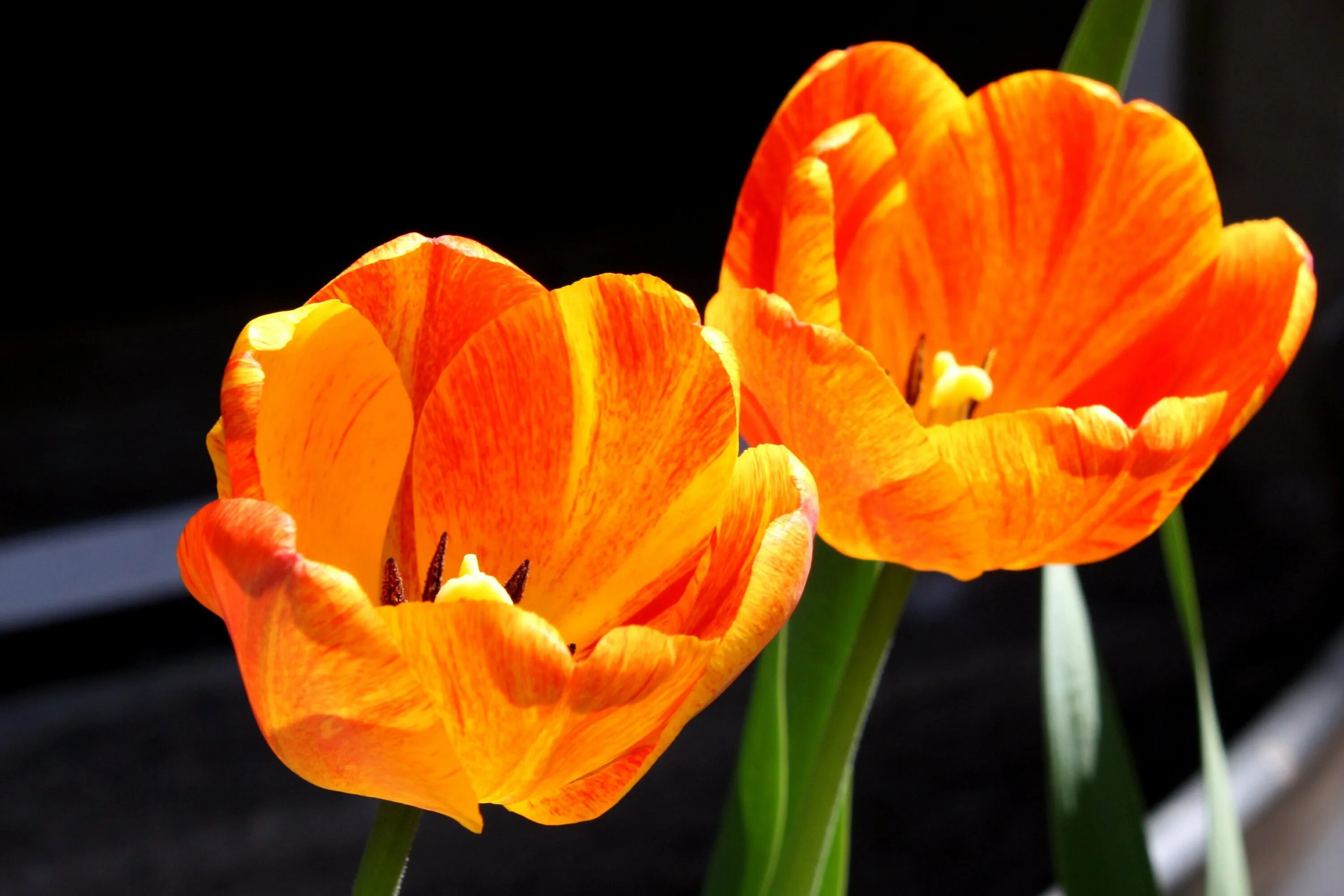 Как быстро раскрываются тюльпаны. Тюльпан Виллем Ван оранж. Orange Emperor тюльпан. Тюльпан оранж Торонто. Тюльпан Джаника оранжевые.