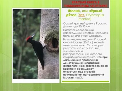 Дятел красная книга