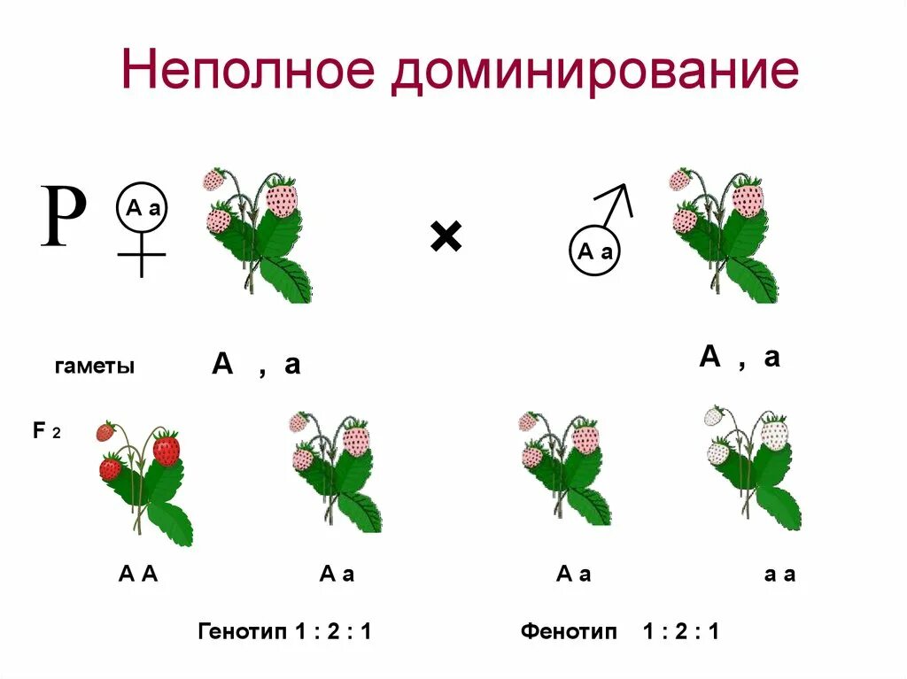 Типы доминирования полное неполное кодоминирование: найдено 69 картинок